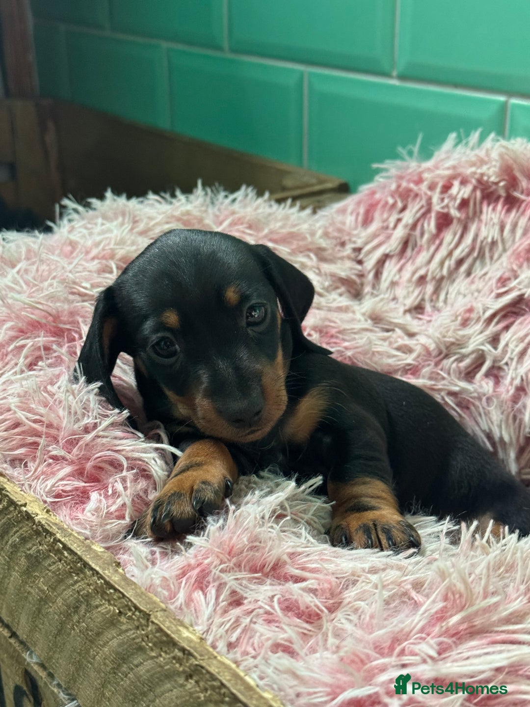 Miniature Dachshund dogs for sale: Smooth haired miniature dachshunds  - Image 4