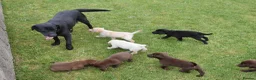 Labrador Retriever dogs for sale: Quality Health Tested Labrador Puppies - Advert 19