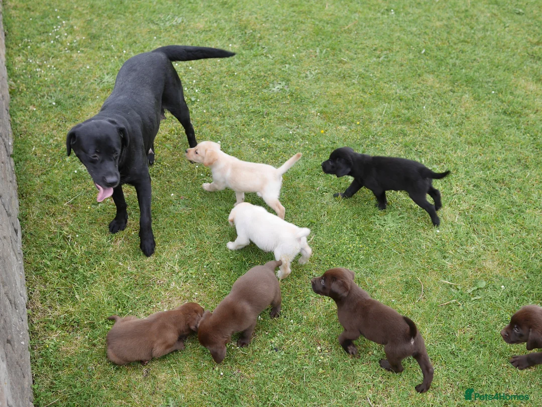 Labrador Retriever dogs for sale: Quality Health Tested Labrador Puppies - Advert 19