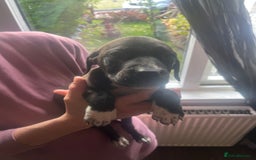 Mixed Breed dogs for sale: Puppies - Image 15