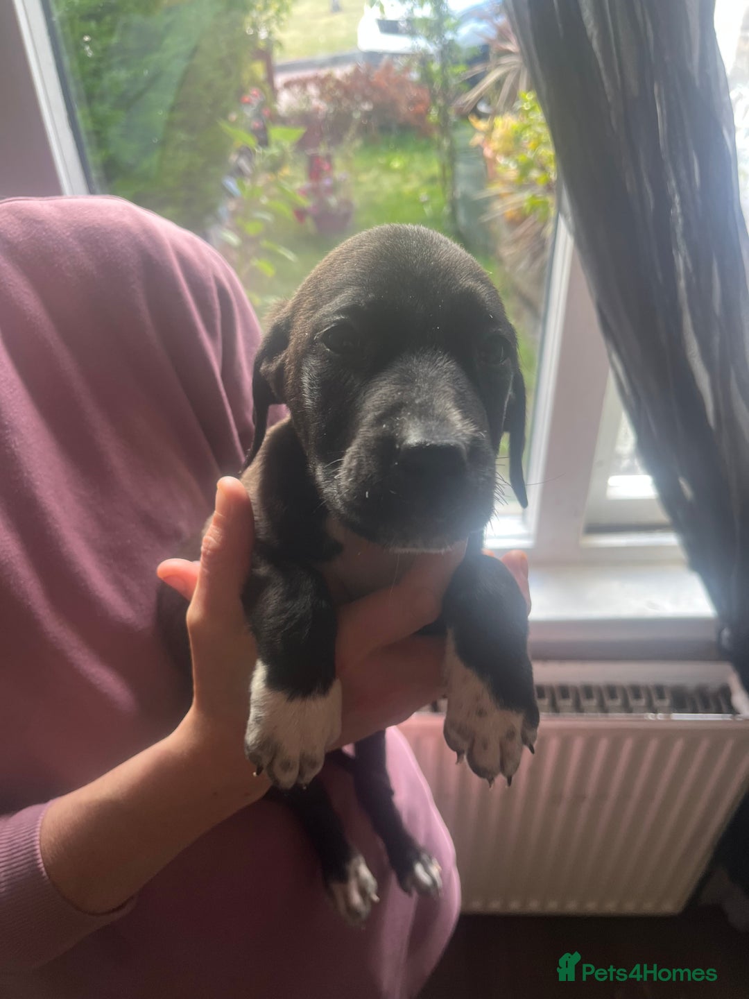 Mixed Breed dogs for sale: Puppies - Image 15