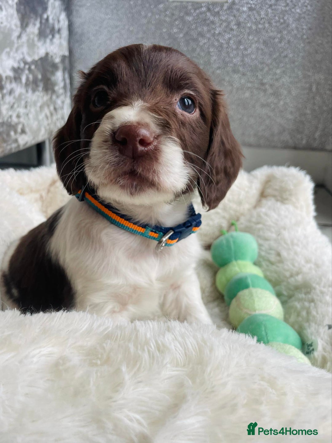 Sprocker dogs for sale: Stunning sprocker puppies  - Advert 13