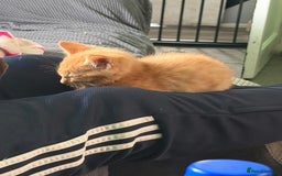 Mixed Breed cats for sale: Gorgeous kittens - Image 3