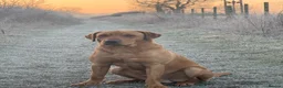 Labrador Retriever dogs for sale: Purebred Black Labrador Puppies  in Diss - Advert 8