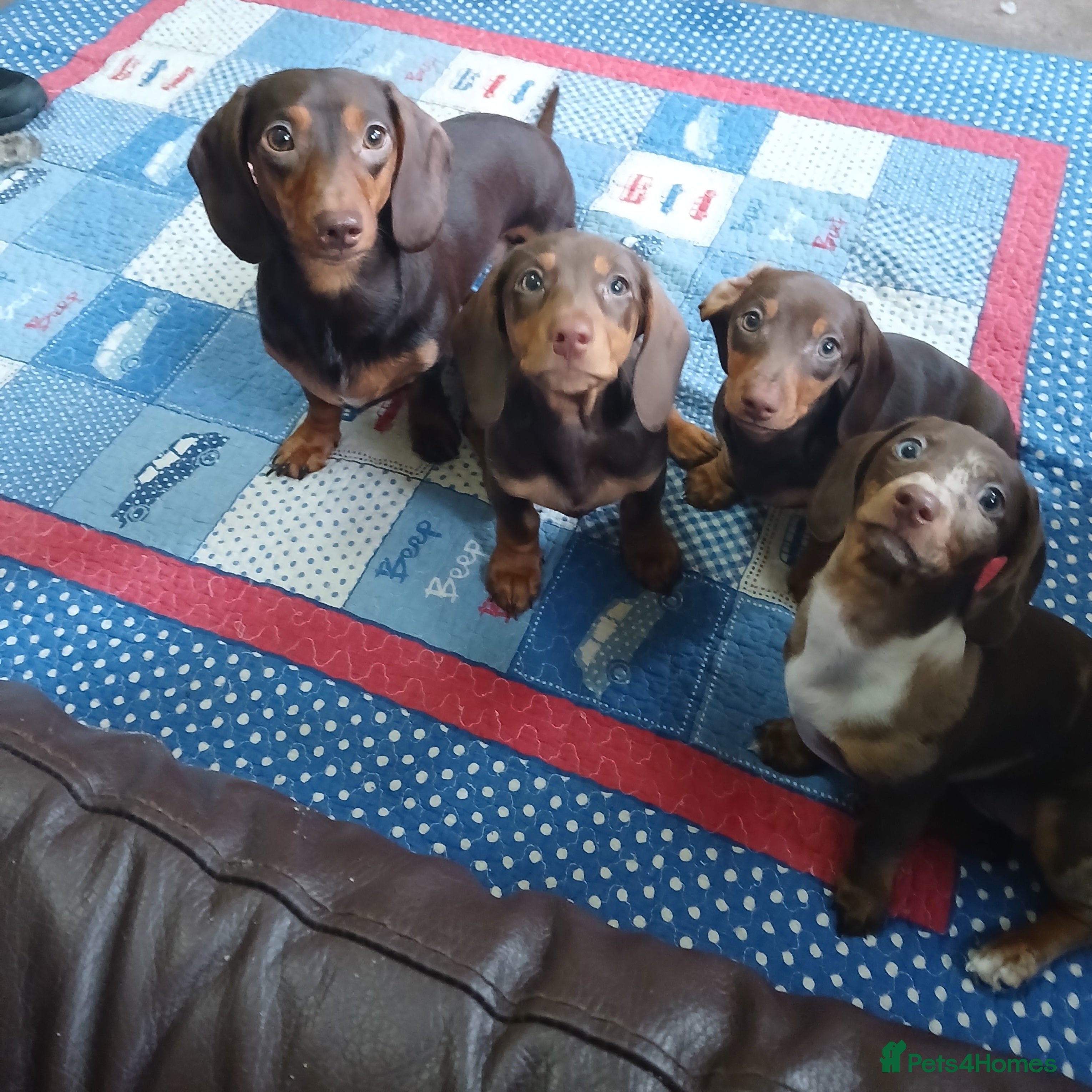 Miniature Dachshund dogs Two females Minature Dachshunds  - Advert 14