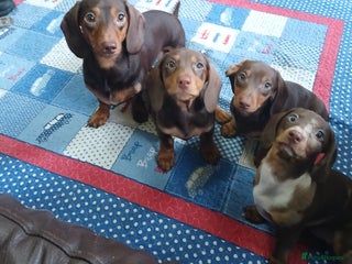 Miniature Dachshund dogs Two females Minature Dachshunds - Advert 14