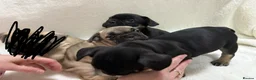 French Bulldog dogs for sale: 🐶French Bulldog Puppies For Sale – Ready Soon🐶 - Advert 9