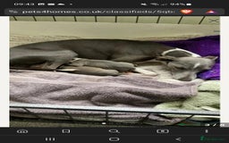 Italian Greyhound dogs for sale: Italian greyhound pup - Image 6