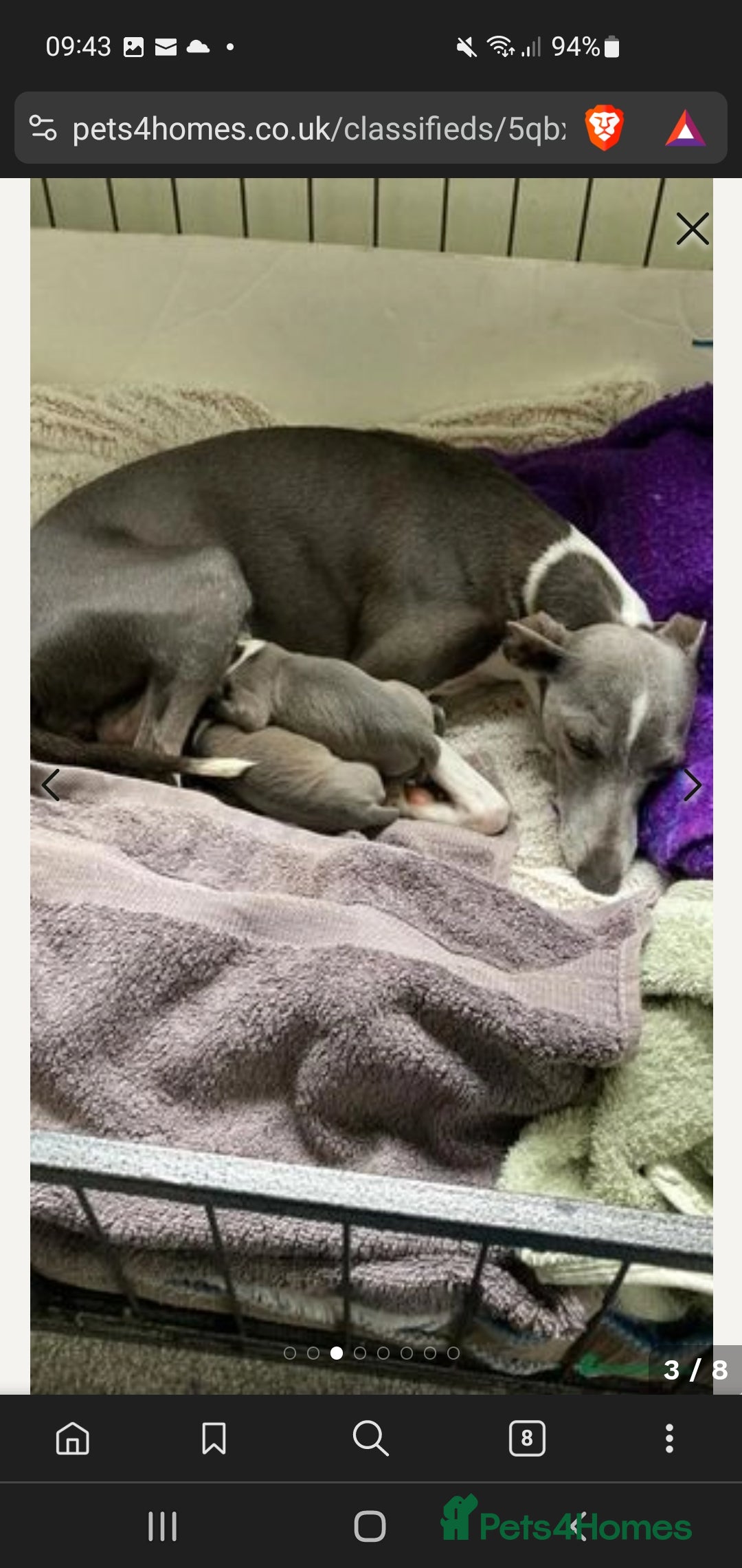 Italian Greyhound dogs for sale: Italian greyhound pup - Image 6