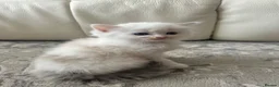 Ragdoll cats for sale: Pure Ragdoll Kittens - Advert 29
