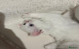 Mixed Breed cats for sale: 4 beautiful kitten - Image 3