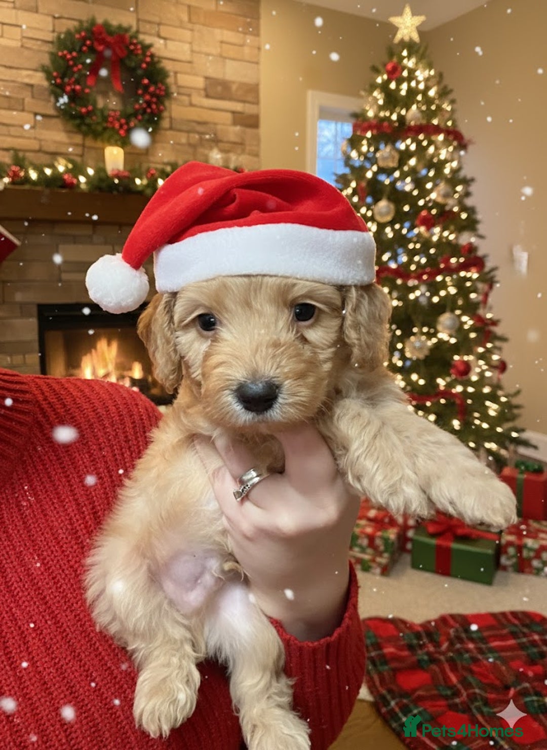 Cockapoo dogs for sale: F1 cockapoos  - Advert 22