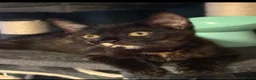 Mixed Breed cats for sale: Beautiful Torbie/Tortoiseshell kitten Age 13 weeks in Smethwick - Advert 6