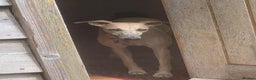 Whippet dogs for sale: 2 Gorgeous KC registered boy whippet puppies  - Advert 6
