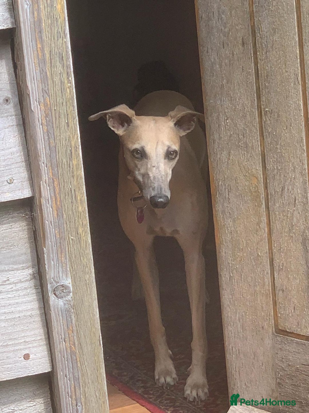 Whippet dogs for sale: 2 Gorgeous KC registered boy whippet puppies  - Advert 6