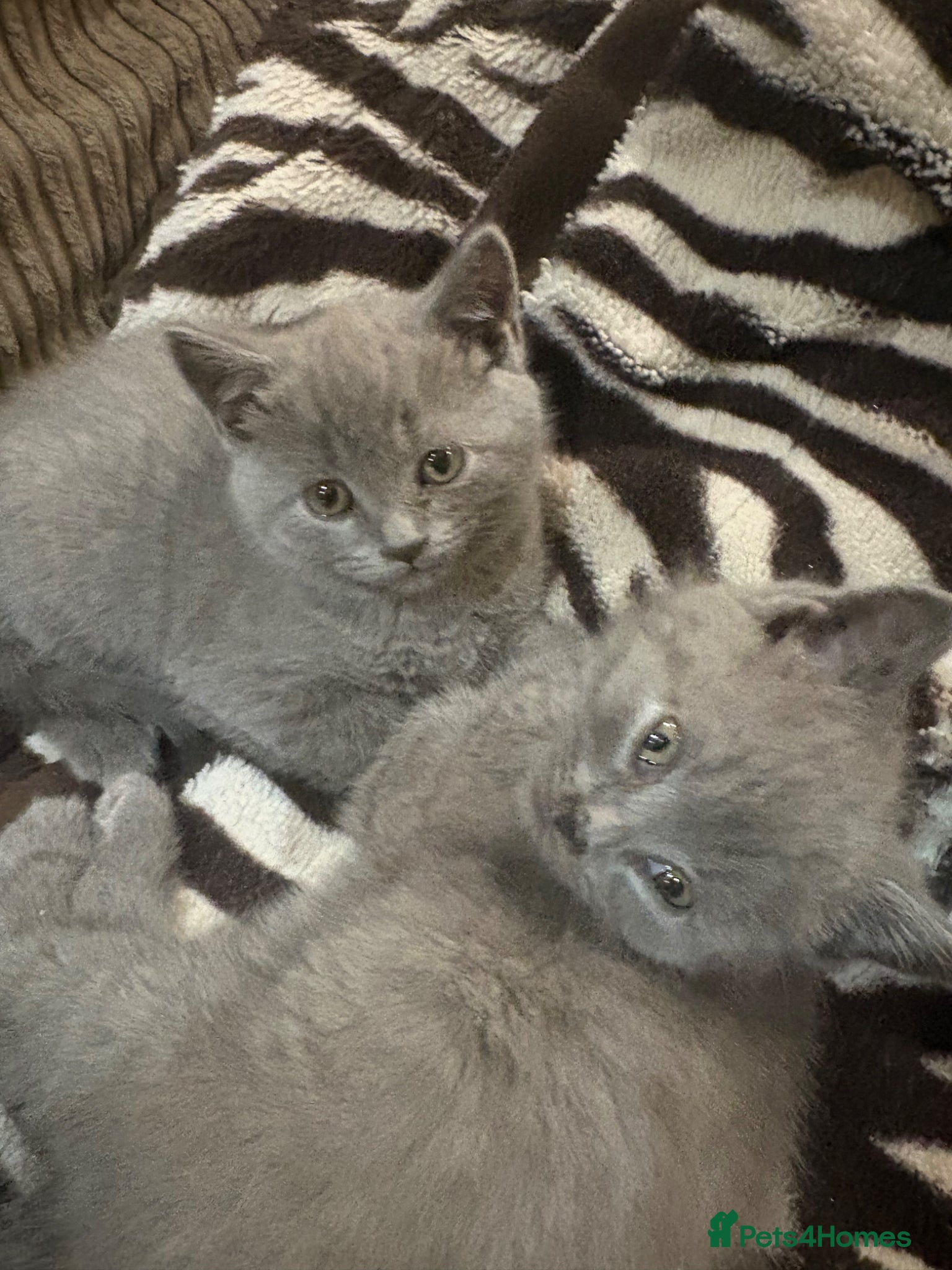 British Shorthair cats British Shorthair kittens  - Advert 7