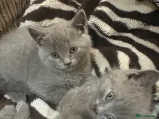 British Shorthair cats British Shorthair kittens - Advert 7