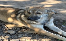 Mixed Breed dogs for adoption: EVIE - a Beautiful & Kind Girl, for a Loving Home - Image 12