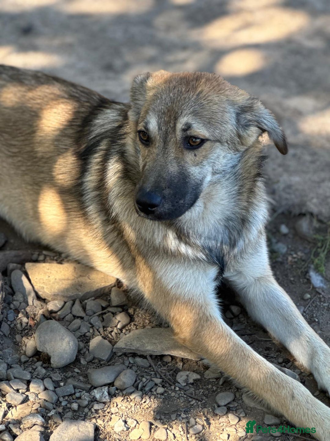 Mixed Breed dogs for adoption: EVIE - a Beautiful & Kind Girl, for a Loving Home - Image 12