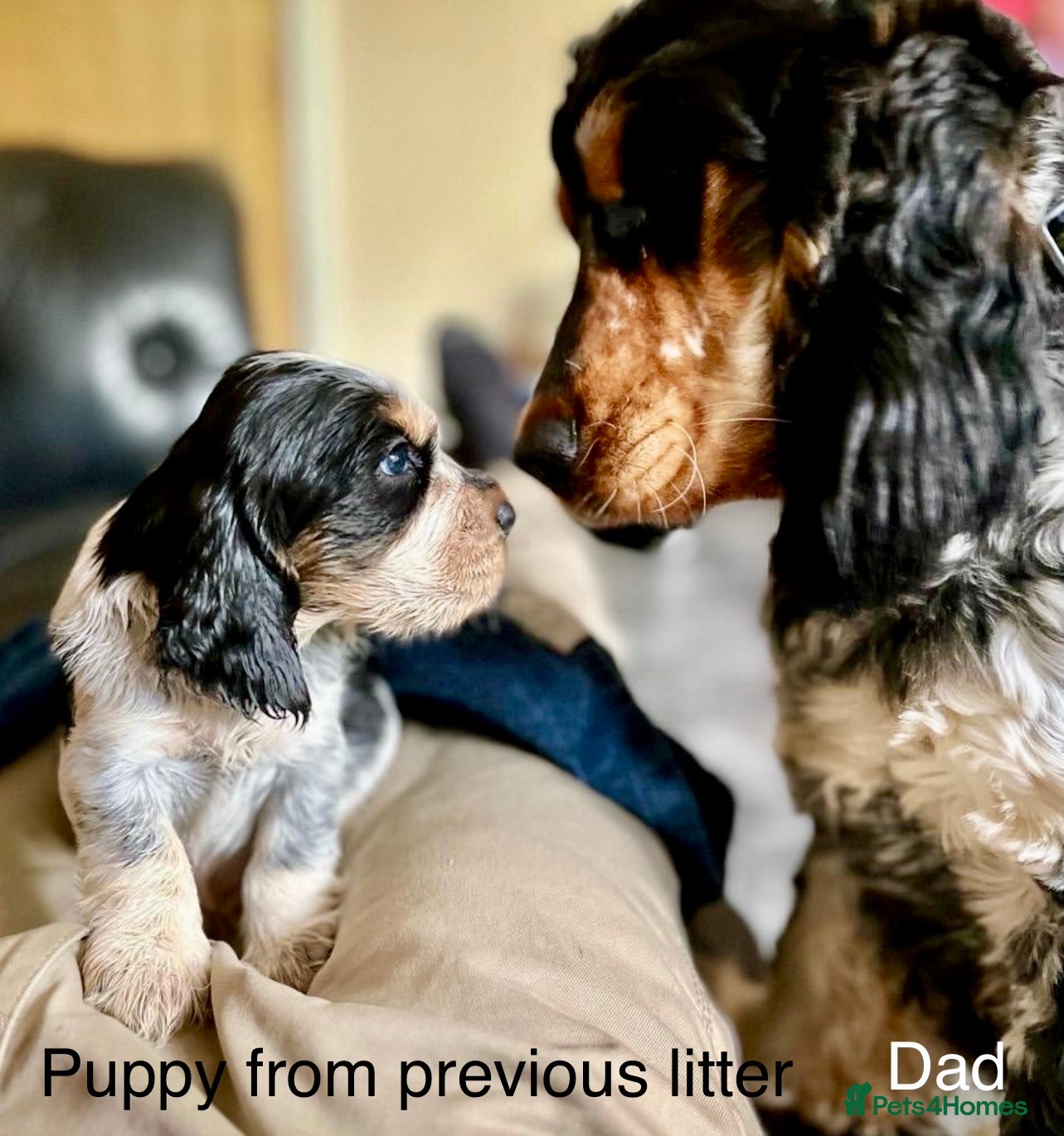 Cocker Spaniel dogs Cocker Spaniel Show Type - Advert 9