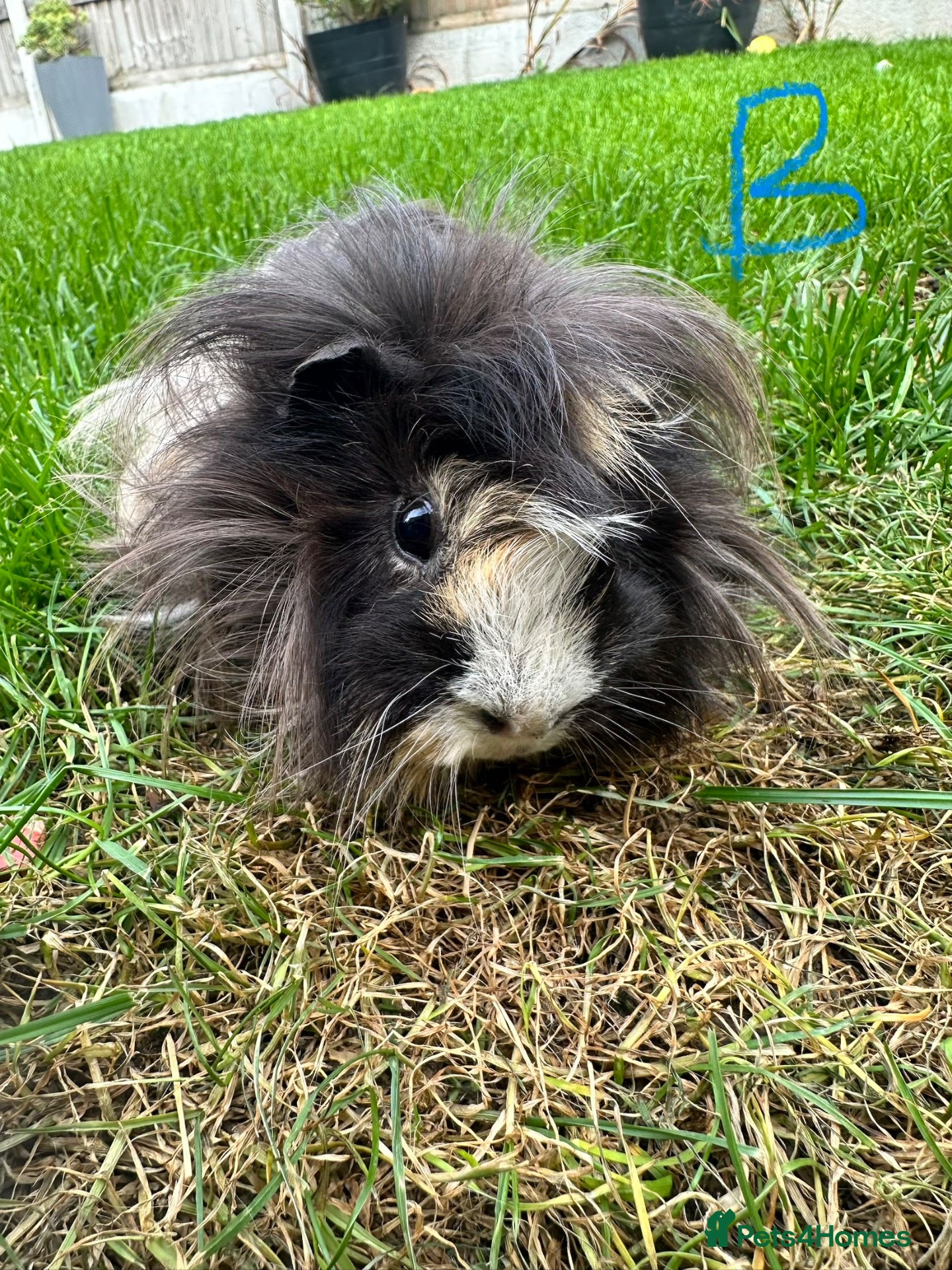 Guinea Pig rodents Guinea Pigs For Sale  - Advert 1
