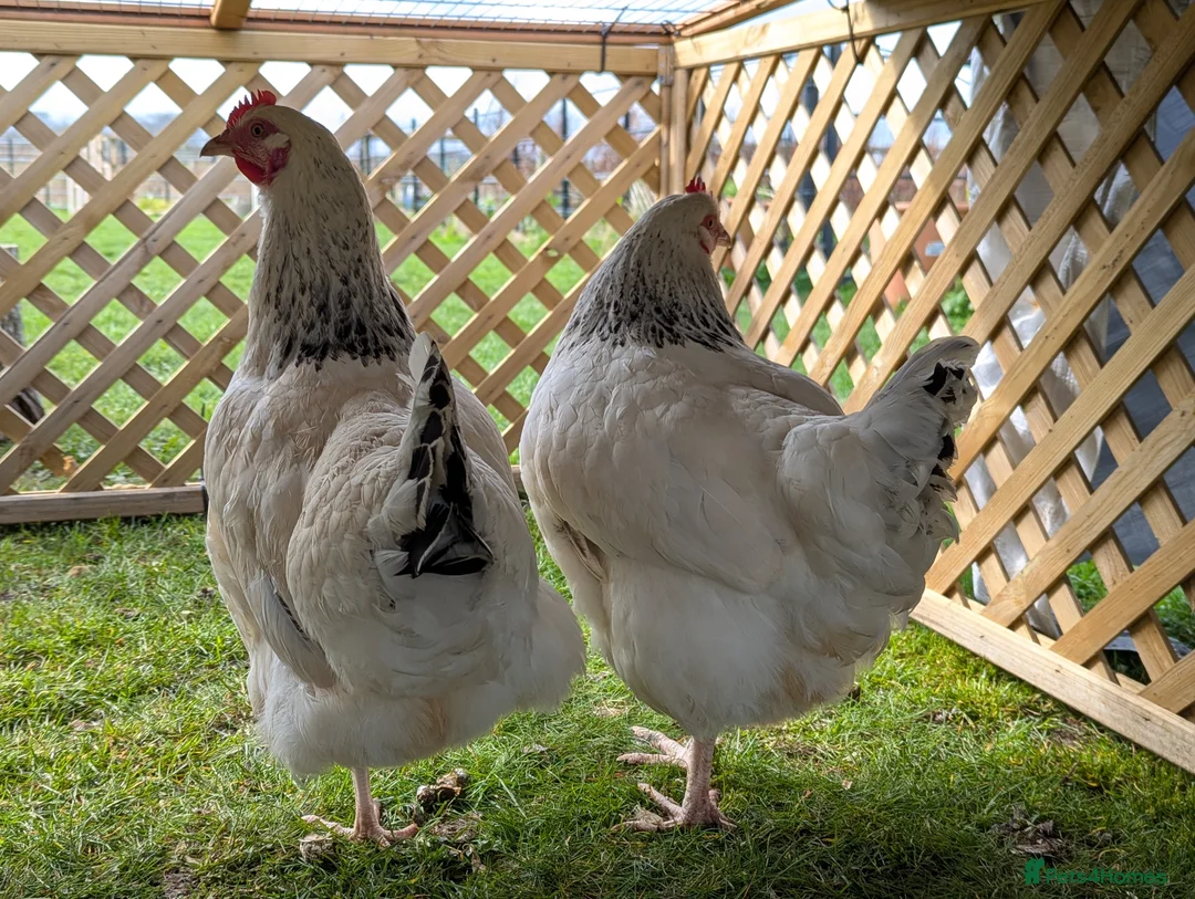 Chickens poultry for sale: Light Sussex point of lay chickens for sale - Advert 2