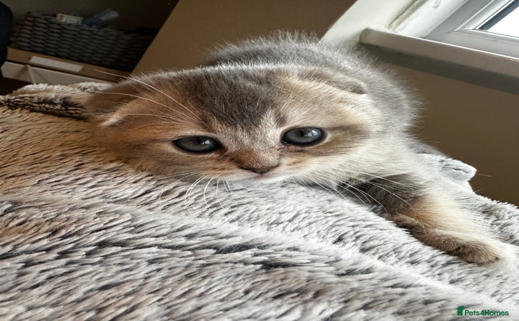 Scottish Fold cats - Advert 2