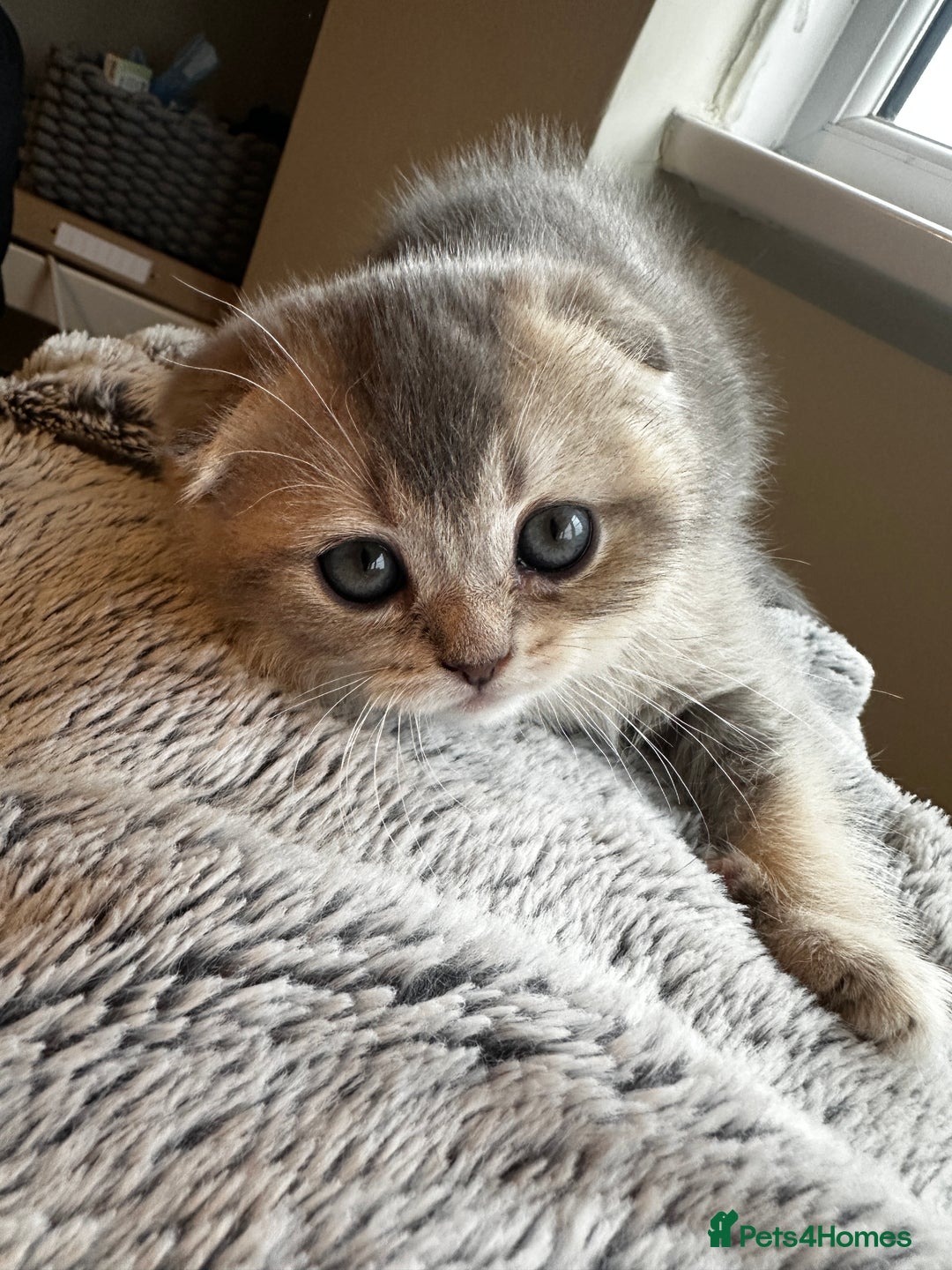 Scottish Fold cats for sale: Scottish Fold Boy - Image 1