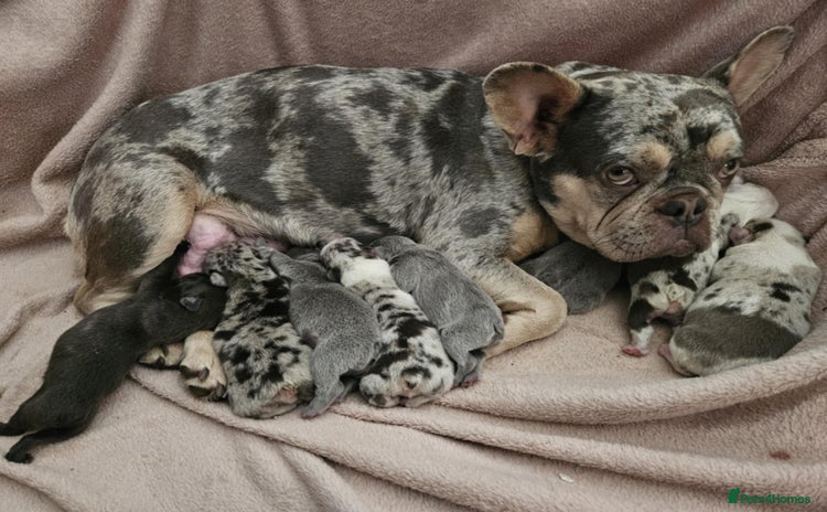 French Bulldog dogs - Advert 8