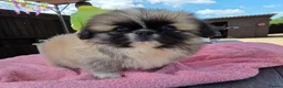 Pekingese dogs for sale: KC Registered Pekingese Puppies top quality  - Advert 25