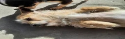 Jack Chi dogs for sale: Jack chi female Honey - Advert 4