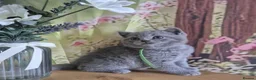 British Shorthair cats for sale: Pure British Shorthair kittens - Advert 12