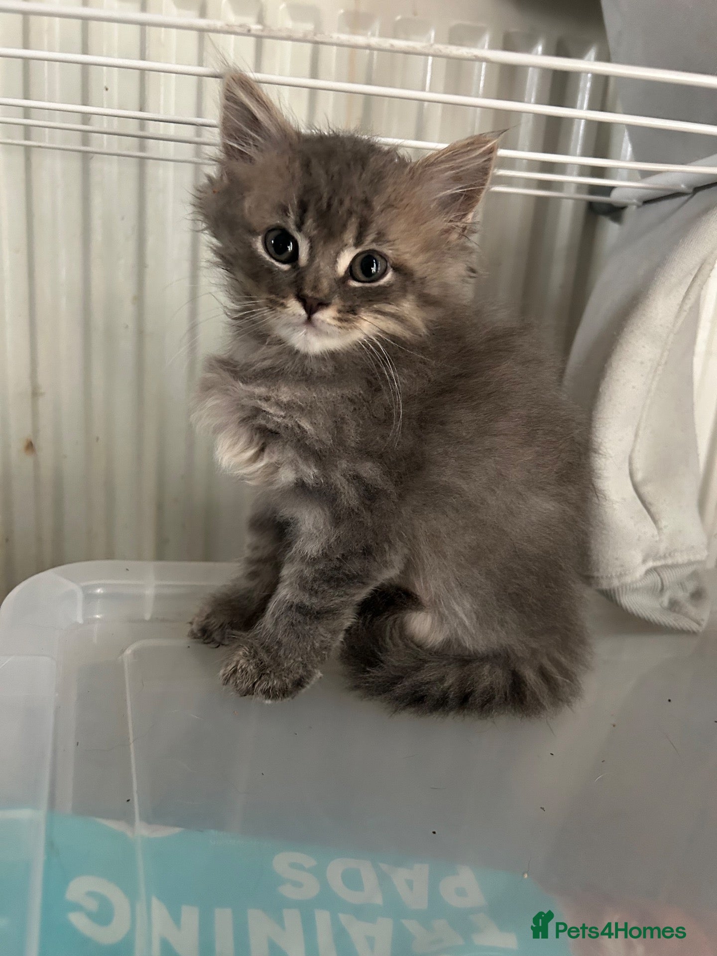 Mixed Breed cats 3/4 Russian Blue kittens  - Advert 16