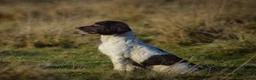 English Springer Spaniel dogs for sale: Springer spaniel puppies - Advert 7