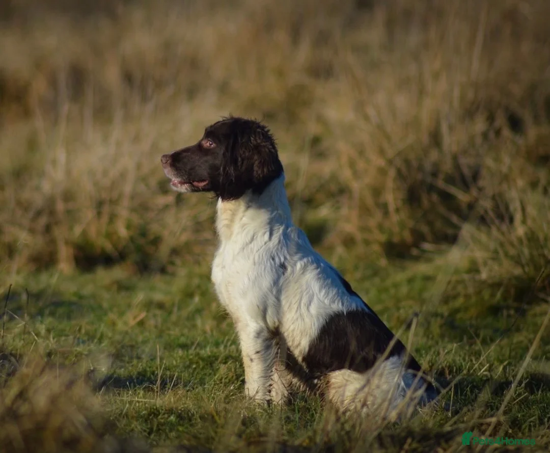 English Springer Spaniel dogs for sale: Springer spaniel puppies - Advert 7