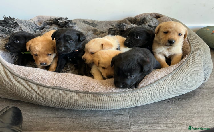 Labrador Retriever dogs - Advert 5
