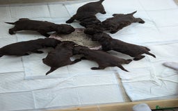 Cockapoo dogs for sale: Toy cocker poo f2 pups - Image 1