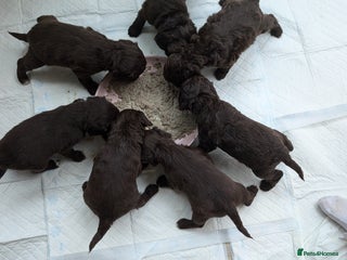 Cockapoo dogs - Advert 1