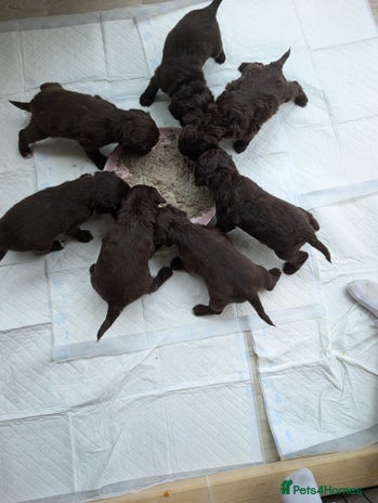 Cockapoo dogs - Advert 5