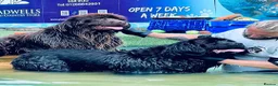 Newfoundland dogs for sale: Stunning Newfoundland Puppies  - Advert 1