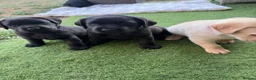 Labrador Retriever dogs for sale: Black Labrador Girls in Northampton - Advert 5