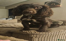Cocker Spaniel dogs for sale: litter of 6 pedigree cocker spaniel puppies. - Image 14