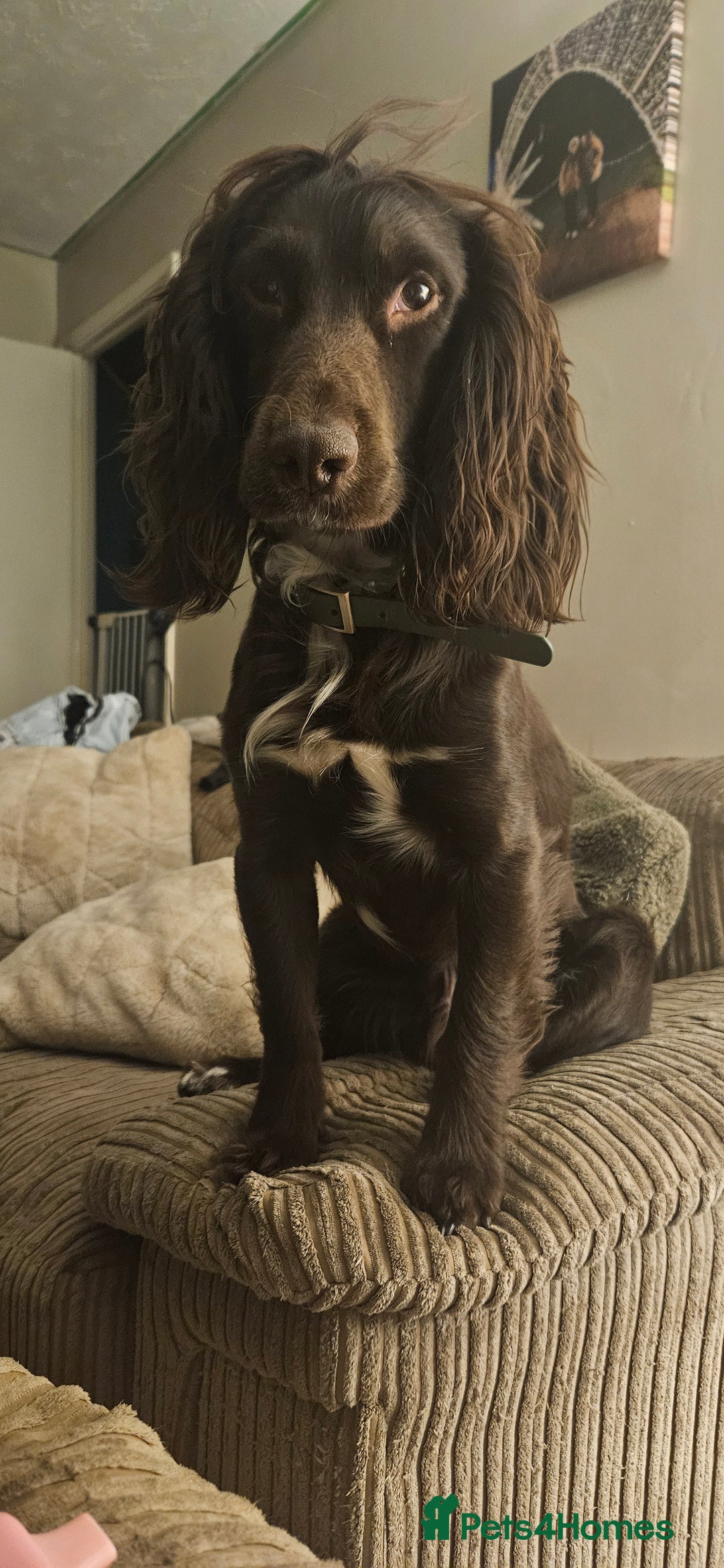 Cocker Spaniel dogs for sale: litter of 6 pedigree cocker spaniel puppies. - Image 14