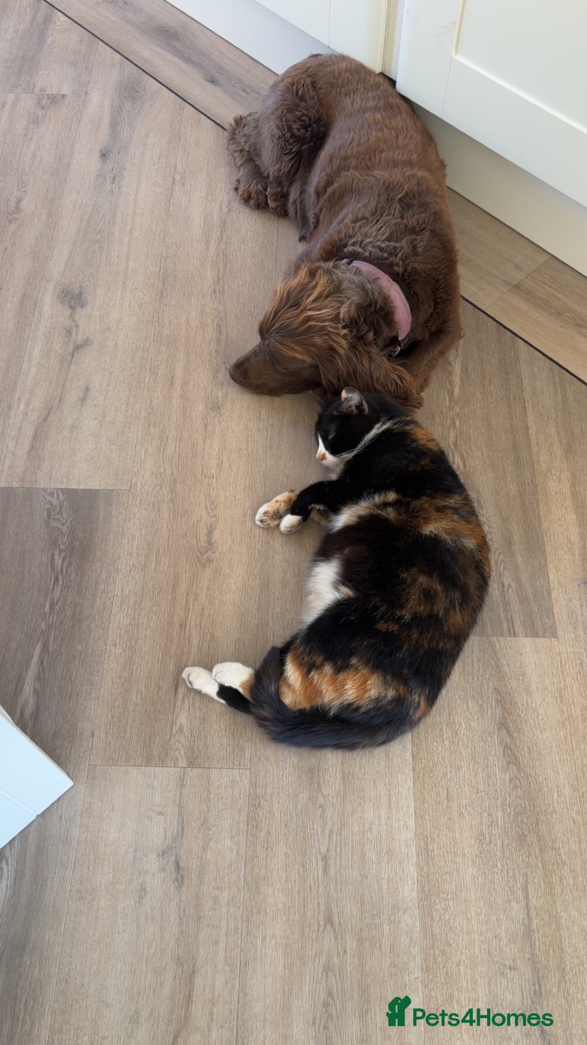 British Shorthair cats Kittens  - Advert 3