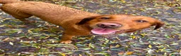Labrador Retriever dogs for sale: Darkest mahogany fox red labrador puppies for sale - Advert 9