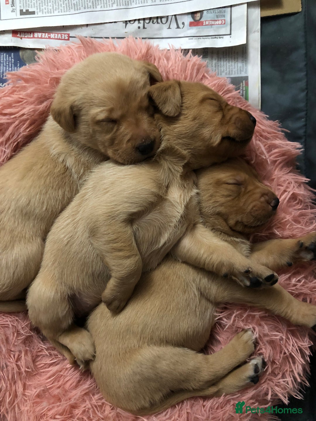 Labrador Retriever dogs for sale: ⭐️Beautiful Fox Red Labrador puppies ⭐️ - Advert 9