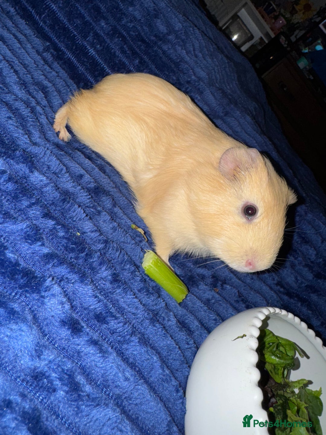 Guinea Pig rodents for sale: Male Guinea Pigs  - Advert 9