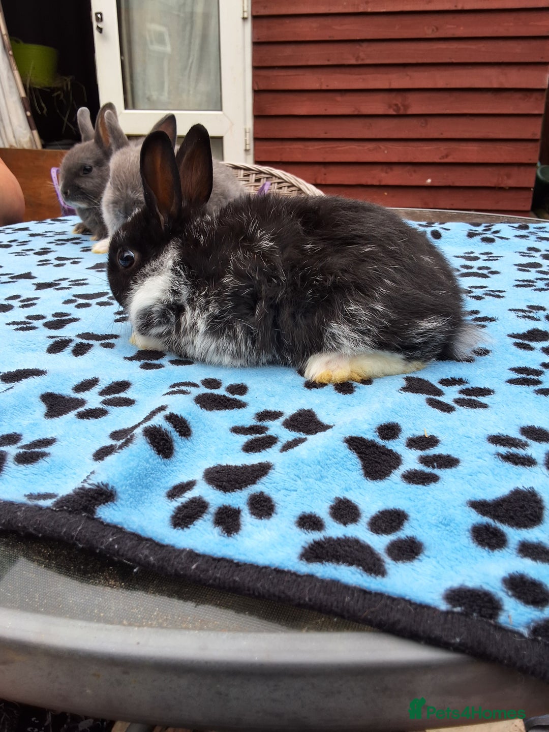 Netherland Dwarf rabbits for sale: 3 Netherland Dwarf bunnies ready 4 forever homes  - Image 10