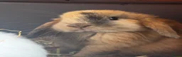 Mixed Breed rabbits for sale: Beautiful boys and girls looking for forever homes - Advert 8