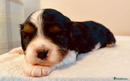 Cavalier King Charles Spaniel dogs for sale: Stunning KC Cavalier King Charles Spaniel Puppies. - Image 17